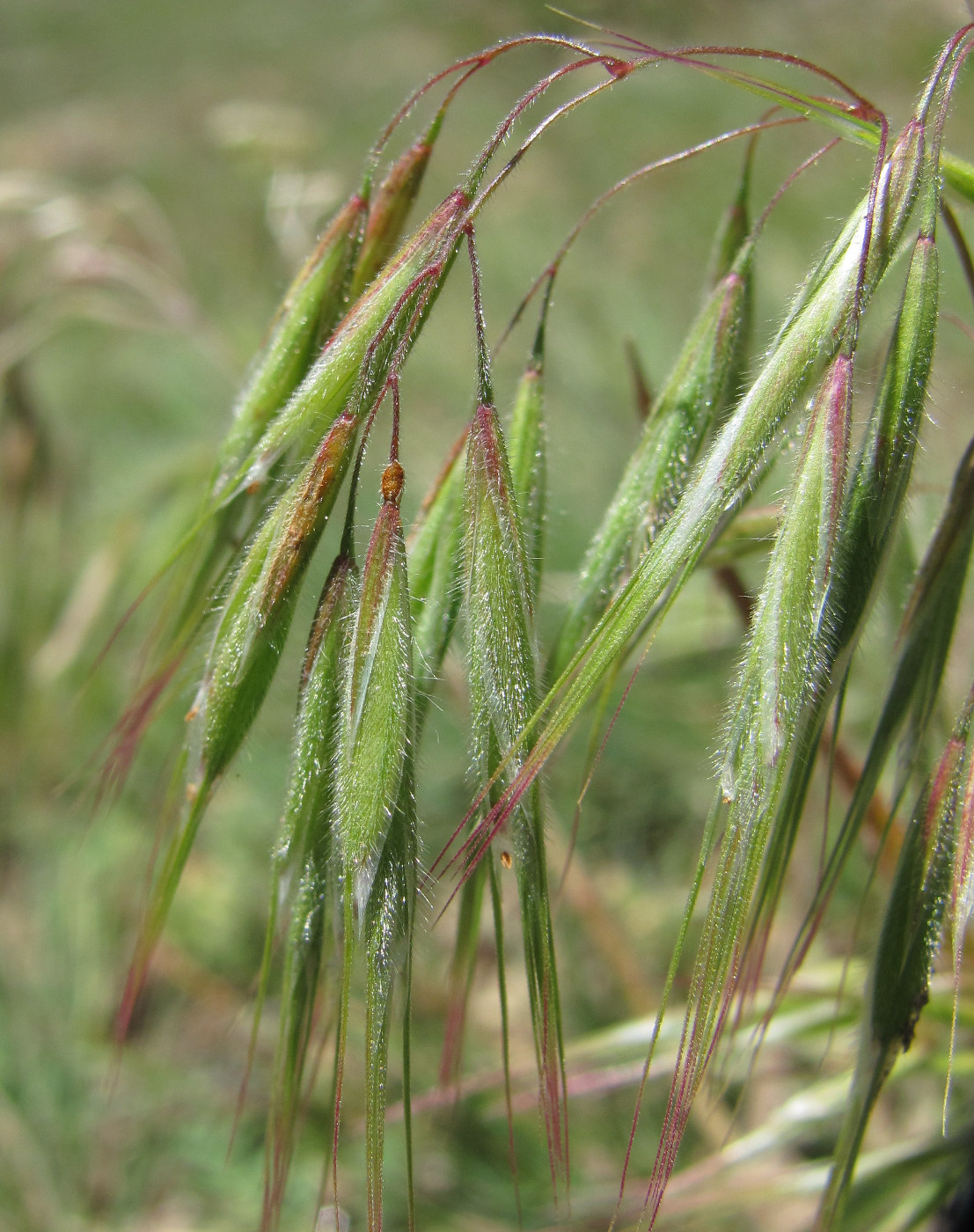 Изображение особи Anisantha tectorum.