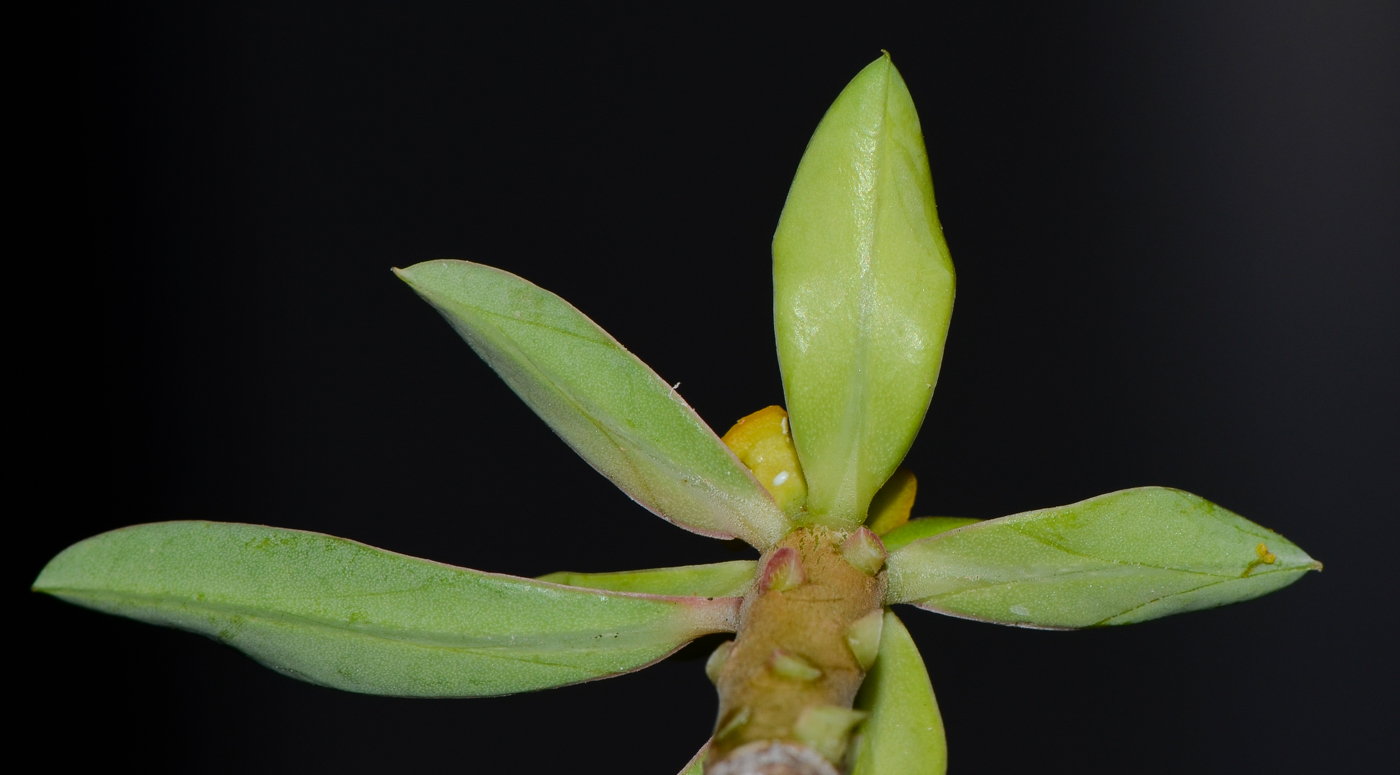 Image of Euphorbia balsamifera specimen.