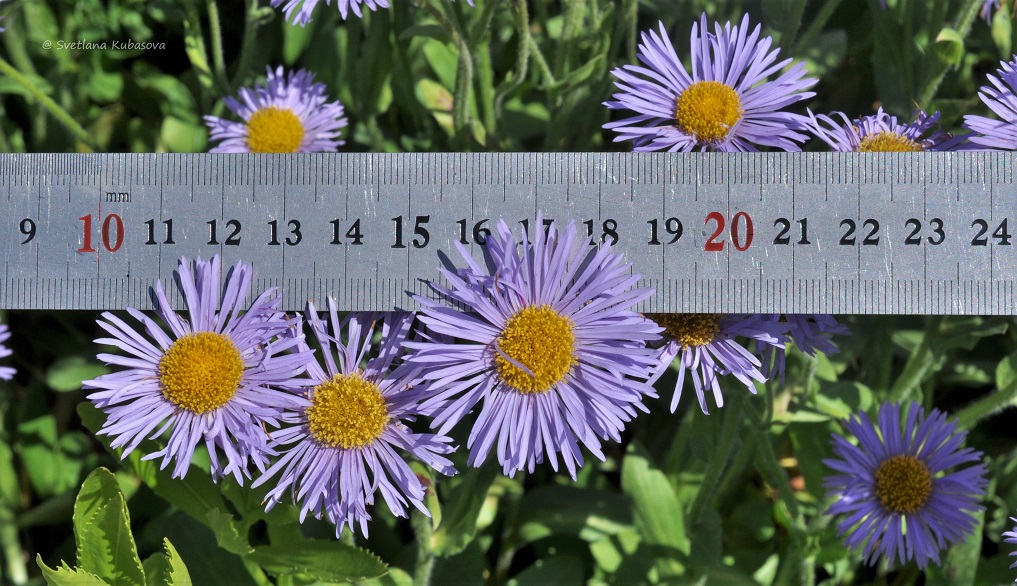 Image of genus Erigeron specimen.