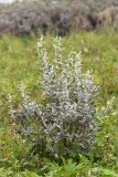 Salix glauca. Плодоносящее растение на приморском лугу. Мурманская обл., п-ов Рыбачий, побережье губы Большая Мотка. 14.08.2016.