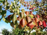 Triadica sebifera. Часть веточки. Израиль, г. Бат-Ям, в культуре. 04.12.2016.