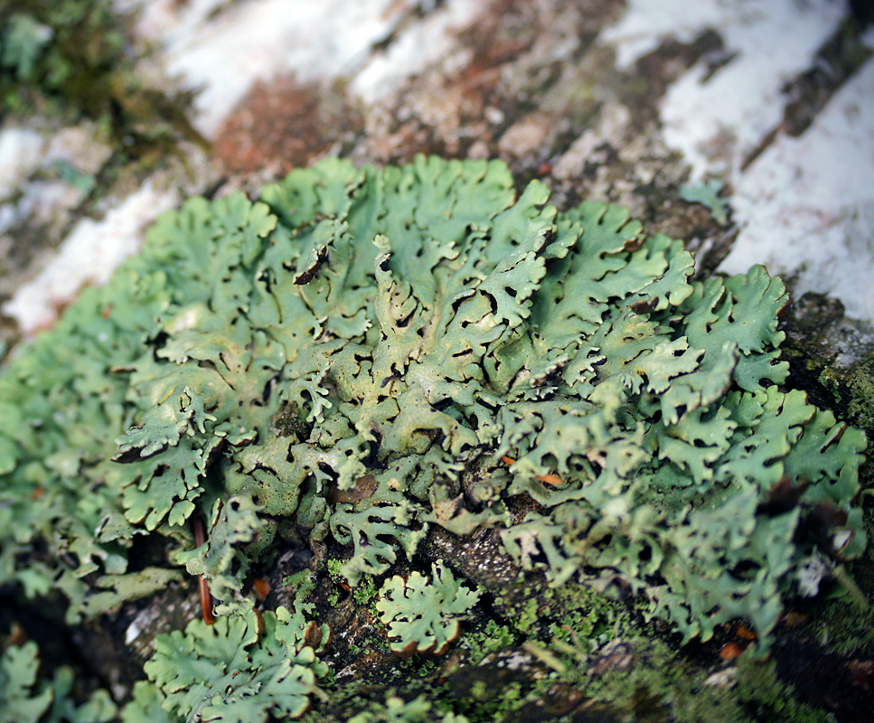 Image of Hypogymnia physodes specimen.