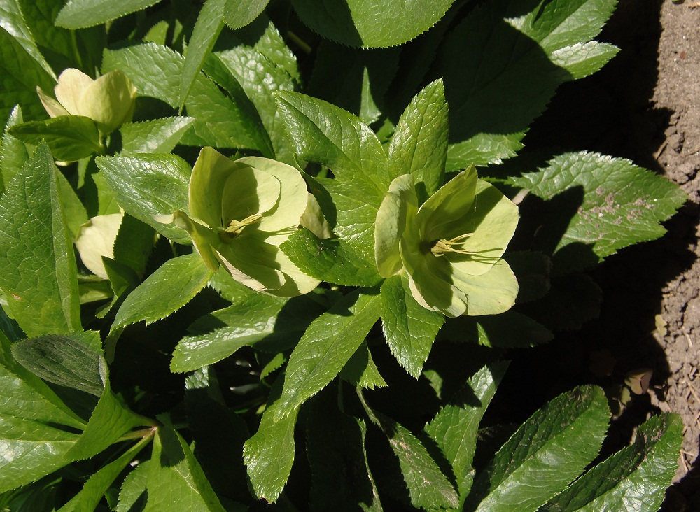 Image of Helleborus caucasicus specimen.