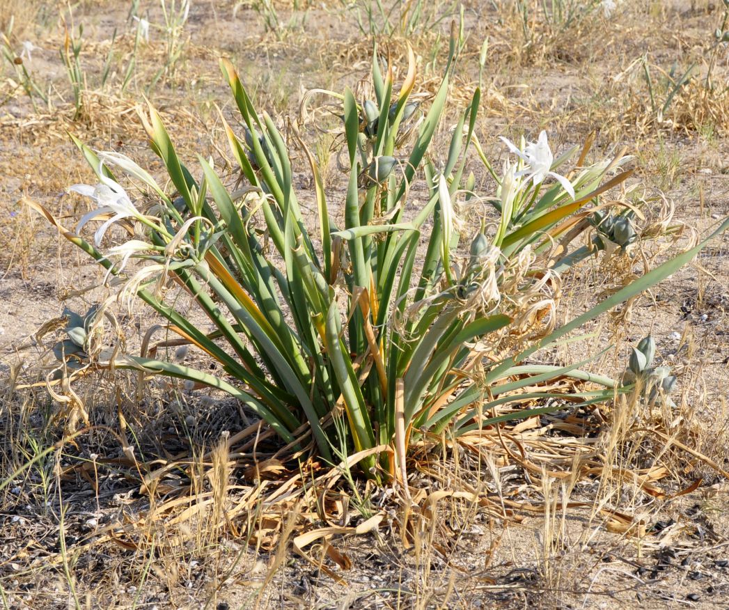 Image of Pancratium maritimum specimen.