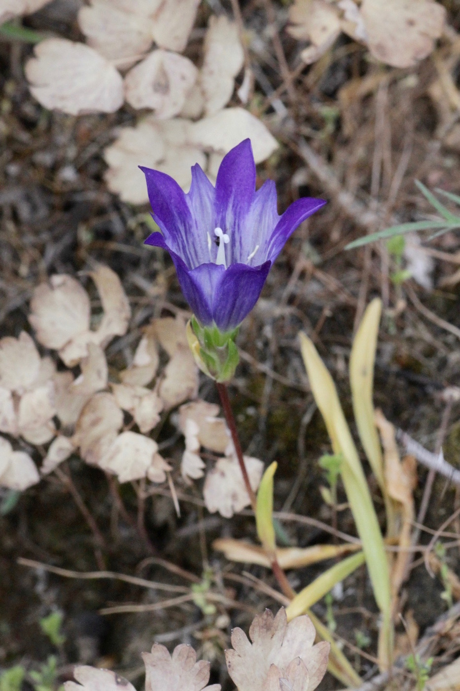 Изображение особи Gentiana olivieri.