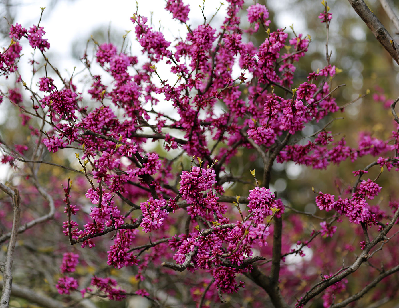 Image of Cercis chinensis specimen.