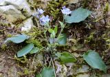 Omphalodes cappadocica