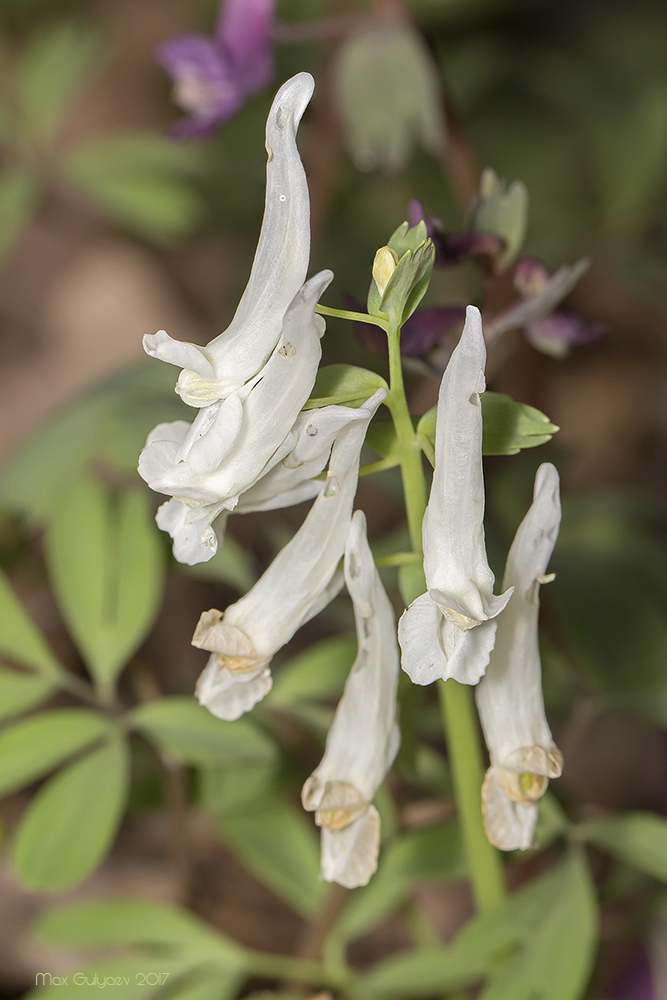 Image of Corydalis solida specimen.