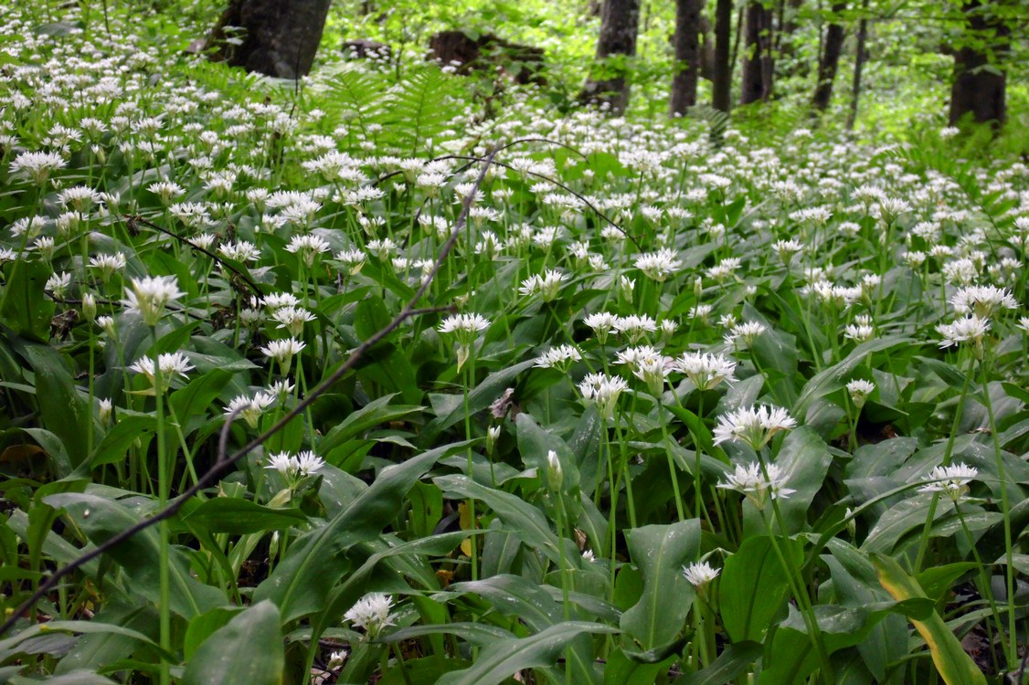 Изображение особи Allium ursinum.