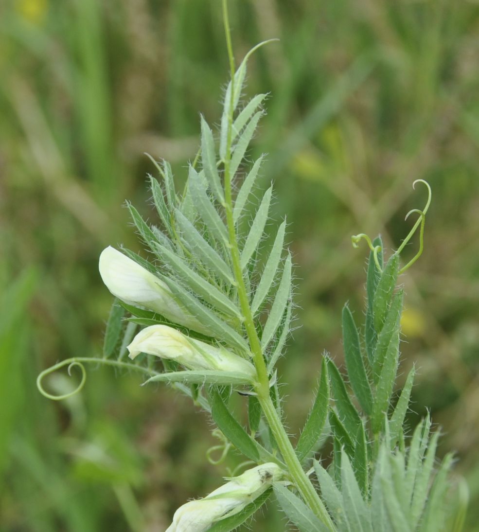 Image of Vicia lutea specimen.