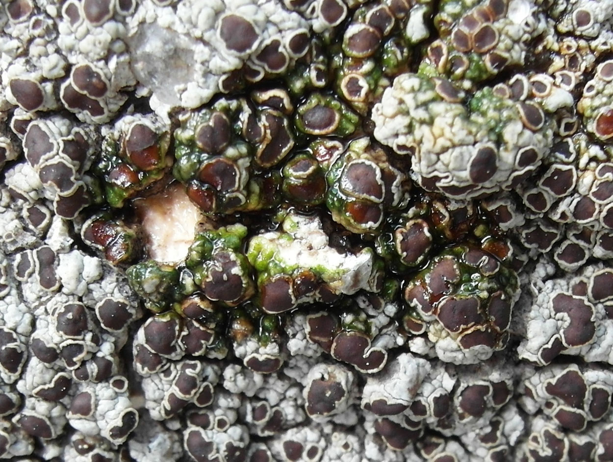 Image of genus Lecanora specimen.