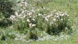 Cirsium vulgare