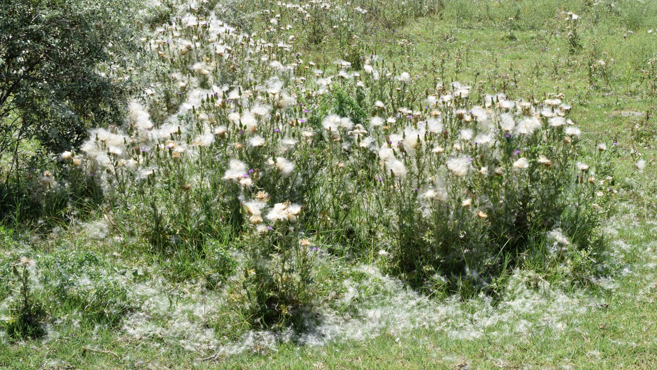 Image of Cirsium vulgare specimen.