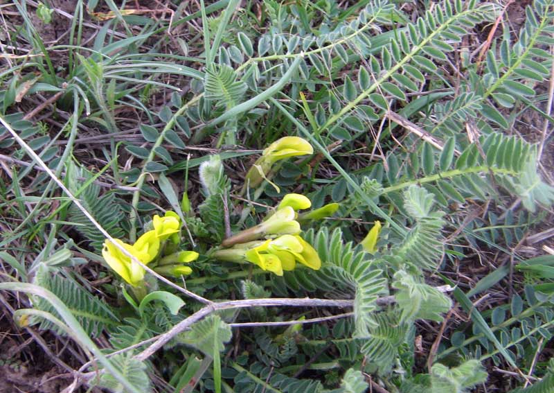 Изображение особи Astragalus macronyx.