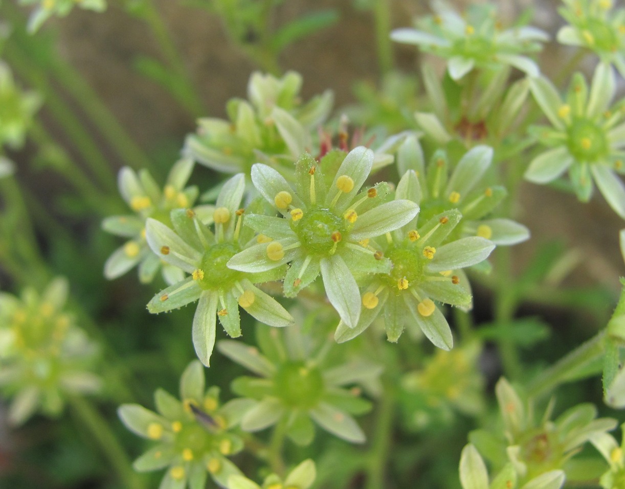 Изображение особи Saxifraga moschata.