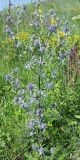 Eryngium planum. Цветущее растение в луговой степи. Белгородская обл., Борисовский р-н. Начало июля.