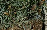 Banksia ashbyi. Верхушки веток с отцветшими соцветиями. Израиль, Иудейские горы, г. Иерусалим, ботанический сад университета. 15.05.2017.