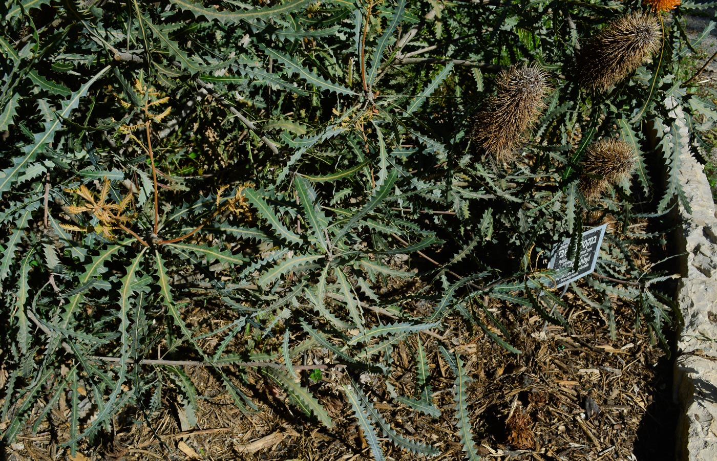 Image of Banksia ashbyi specimen.