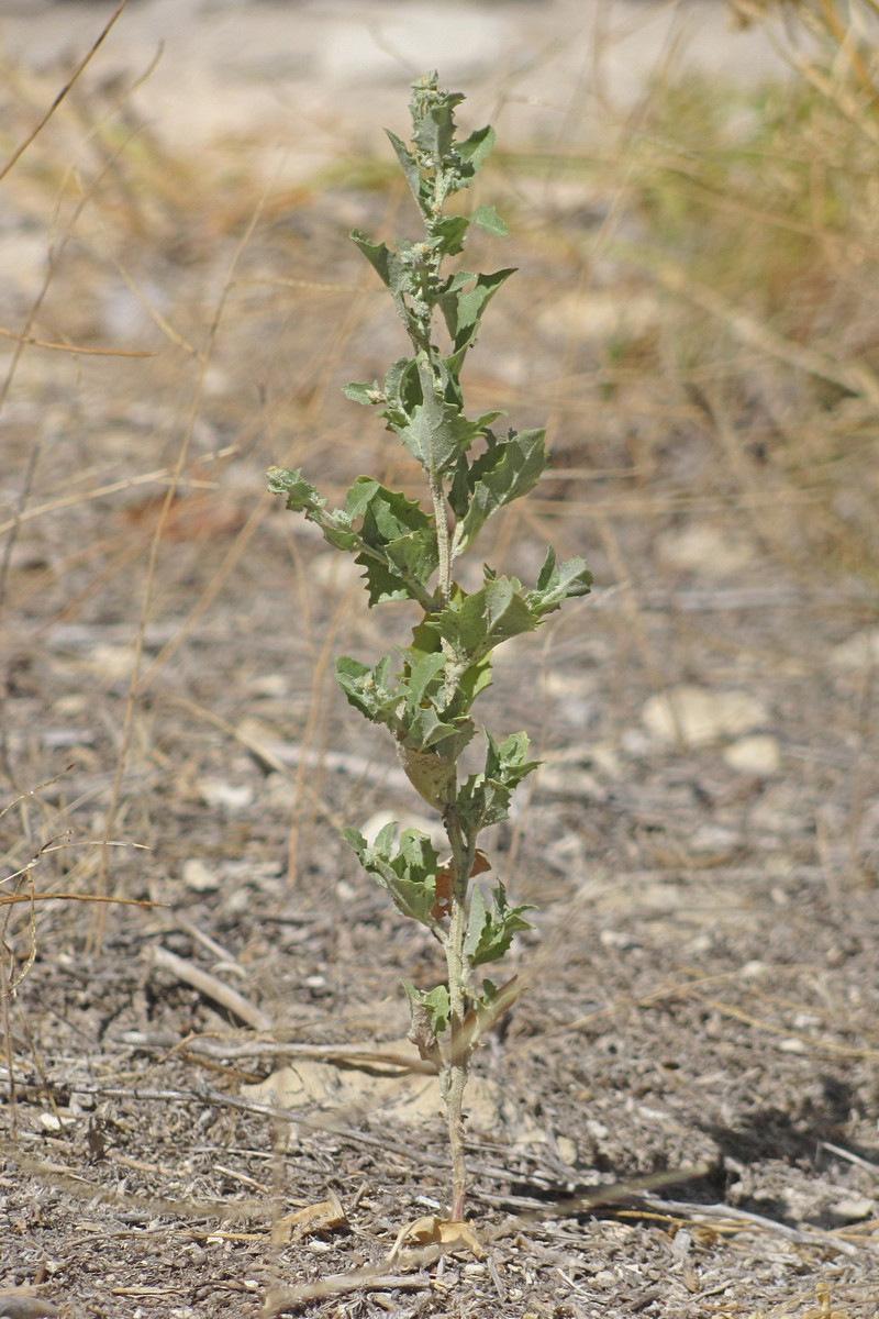 Image of Atriplex rosea specimen.