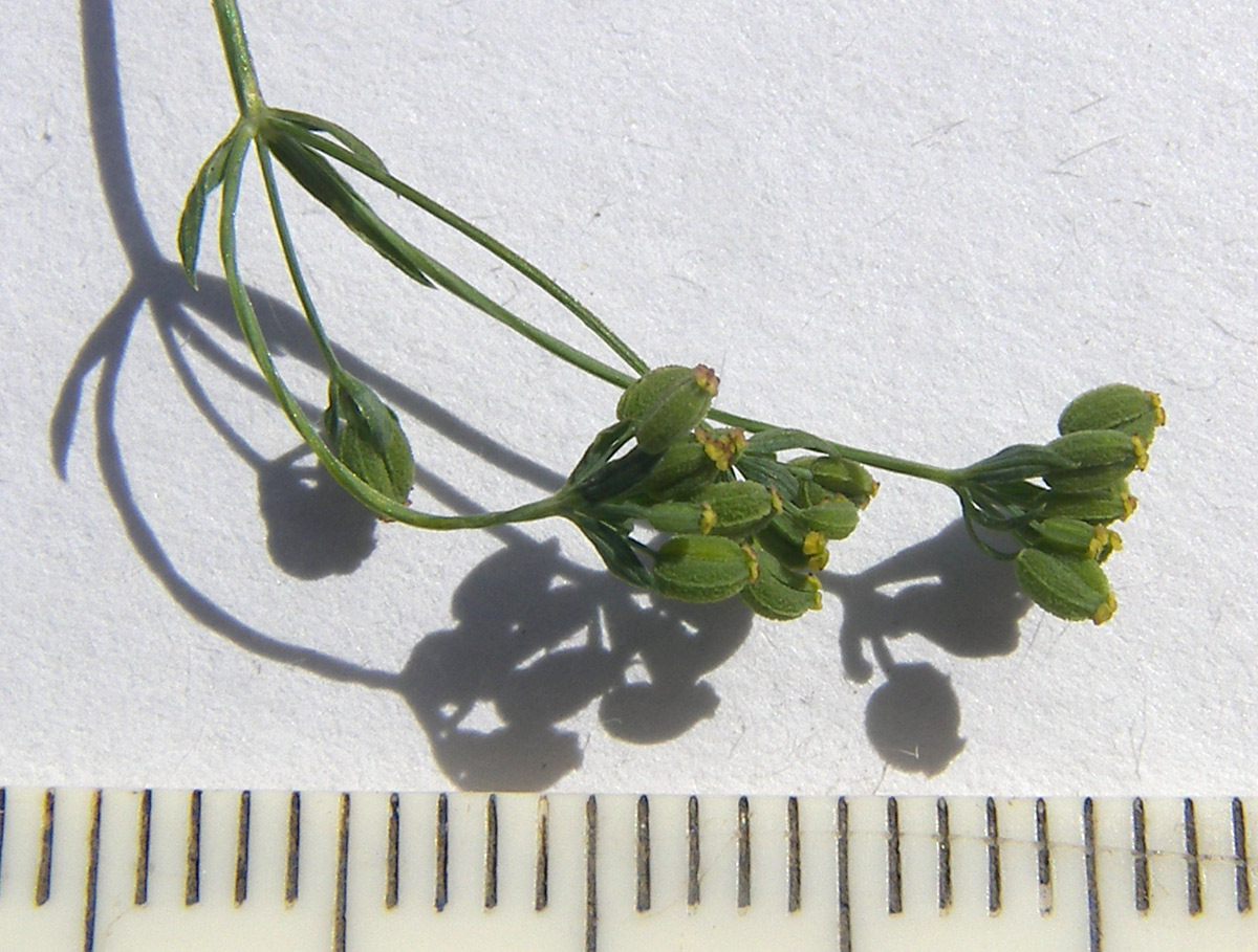 Image of Bupleurum marschallianum specimen.