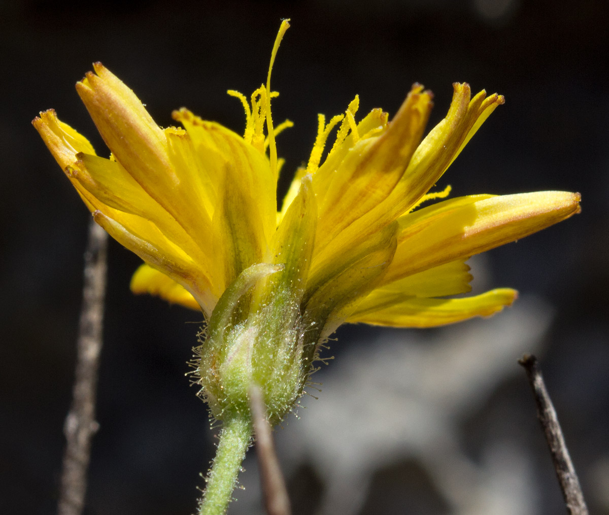 Изображение особи Crepis fraasii.