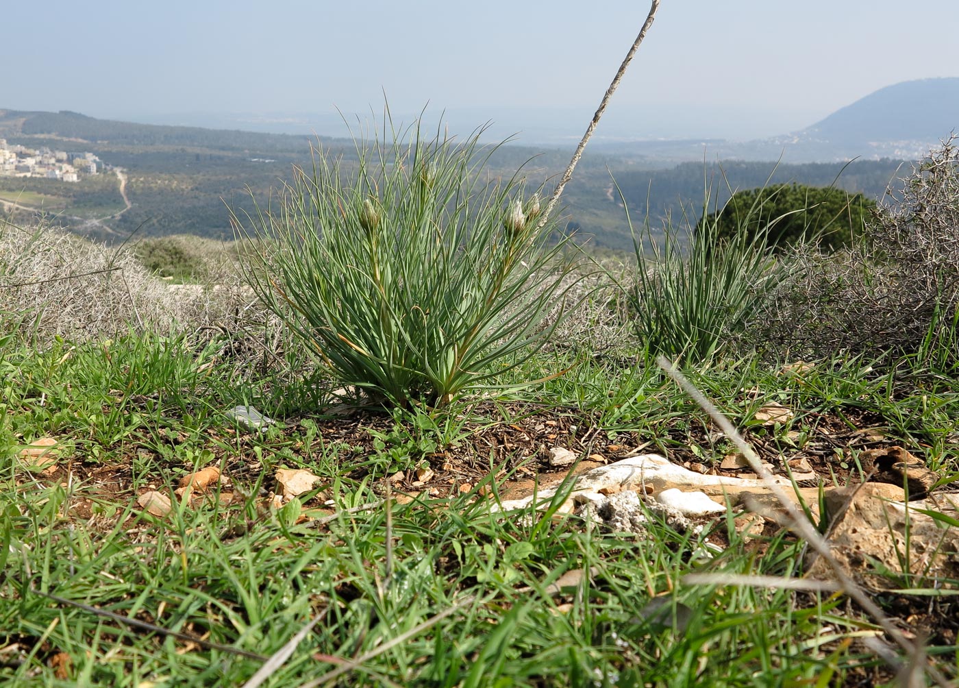 Image of Asphodeline lutea specimen.