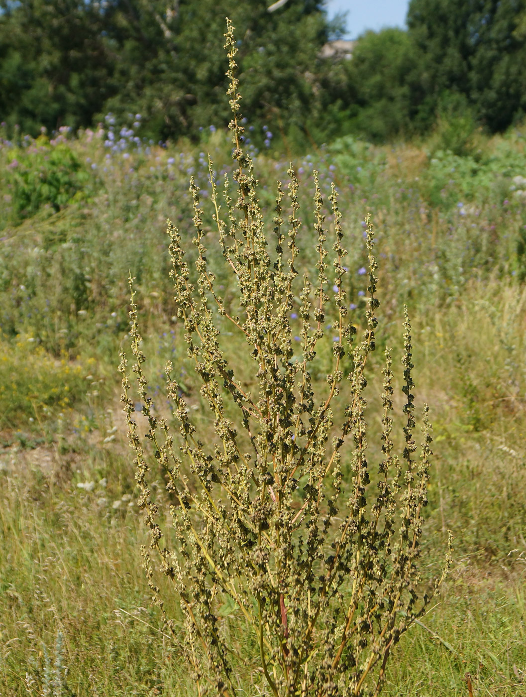 Изображение особи Verbascum lychnitis.