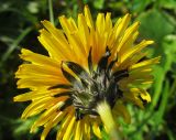 Taraxacum ceratophorum. Соцветие снизу; видны мешковидные вздутия (\"рожки\") близ верхушек внутренних листочков обертки. Камчатский край, Алеутский р-н, о-в Медный, хребет между бух. Марьинская и м. Непропуск, травяной склон. 08.08.2017.