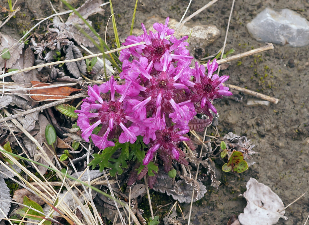 Image of Pedicularis verticillata specimen.