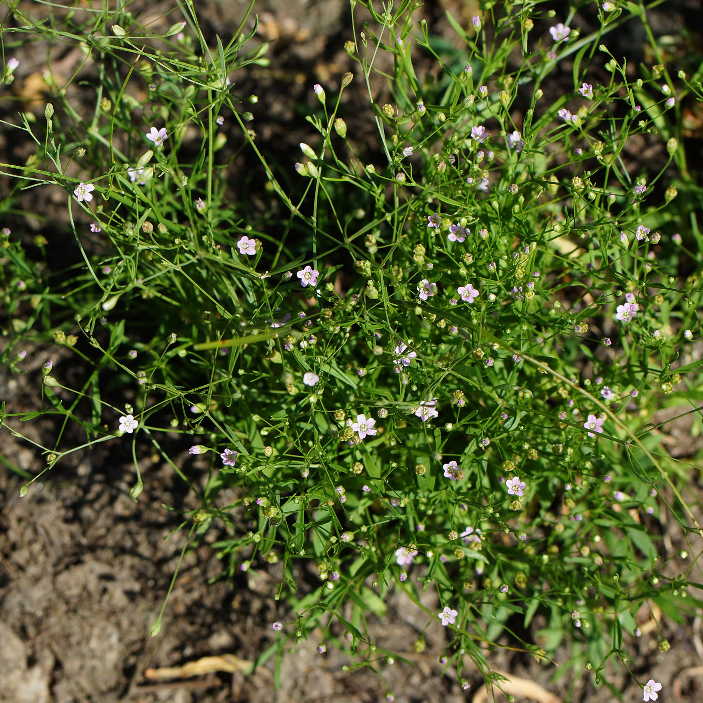 Изображение особи Psammophiliella muralis.