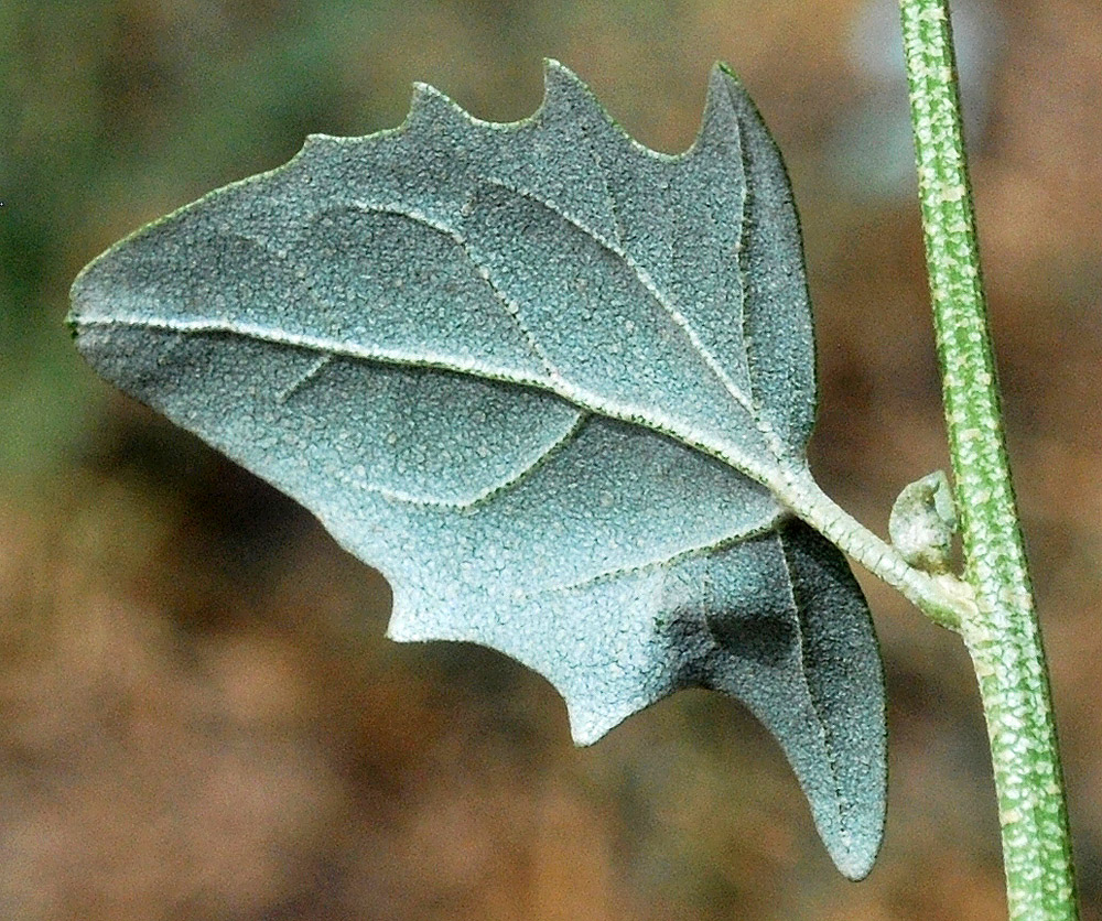 Image of Atriplex micrantha specimen.