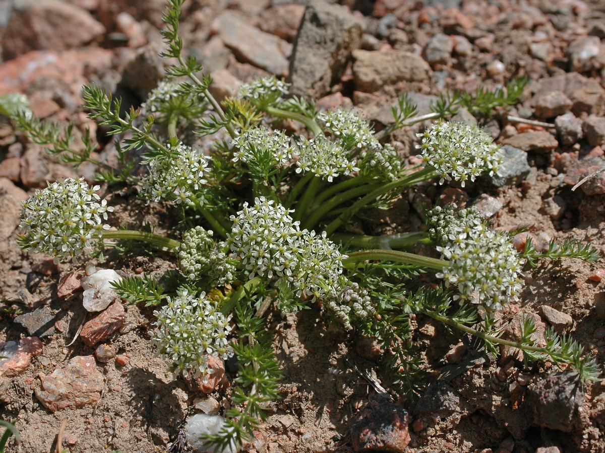 Изображение особи Schulzia albiflora.