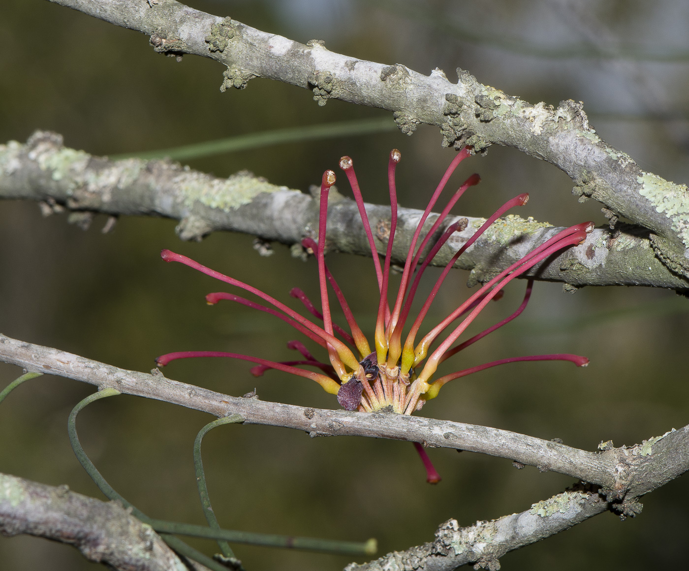 Изображение особи Hakea orthorrhyncha.