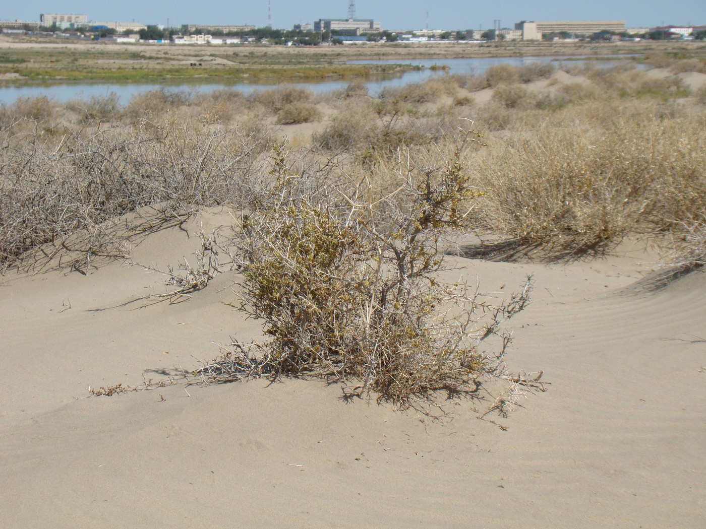 Image of Salsola arbuscula specimen.