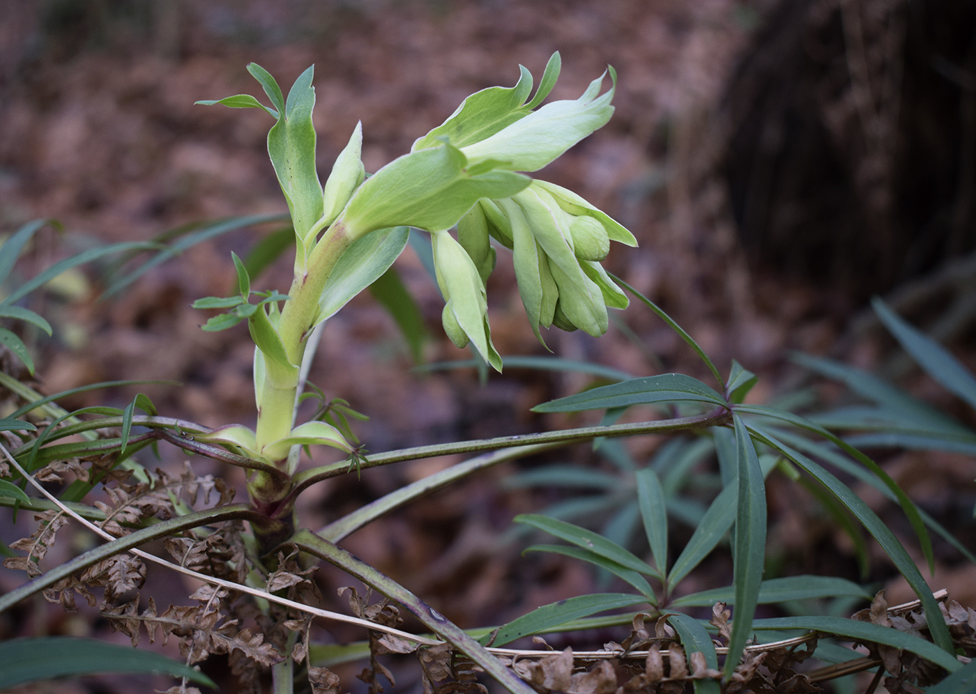 Image of Helleborus foetidus specimen.