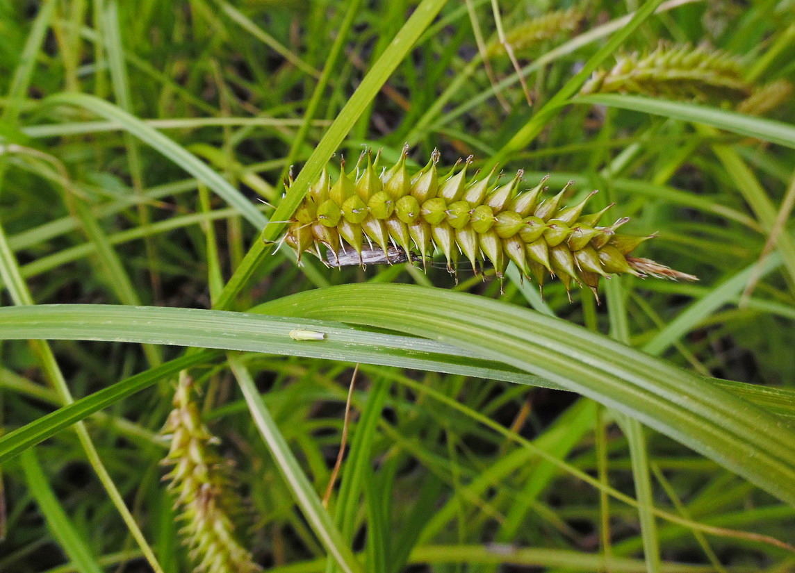 Изображение особи Carex vesicaria.