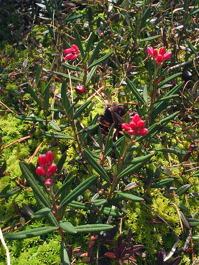 Изображение особи Andromeda polifolia.