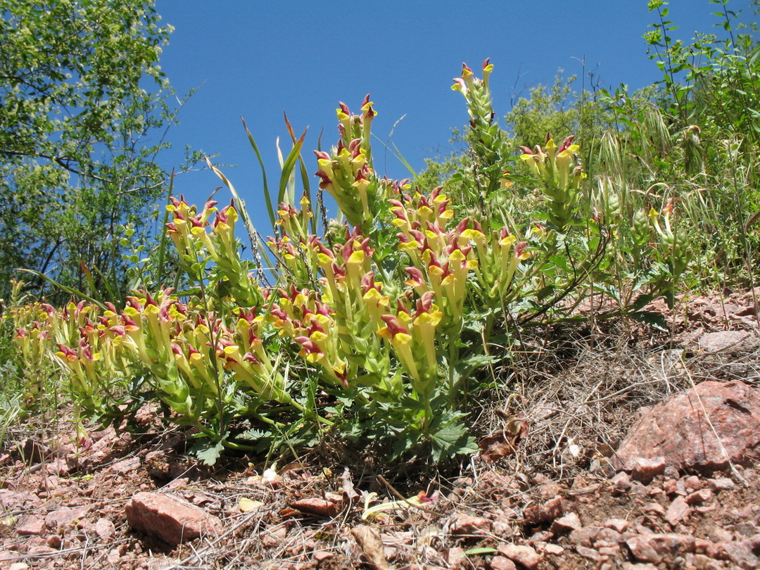 Изображение особи Scutellaria mesostegia.