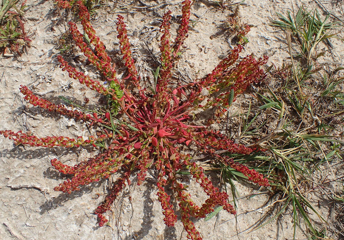 Изображение особи Rumex bucephalophorus.