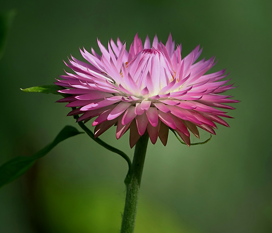 Image of Xerochrysum bracteatum specimen.