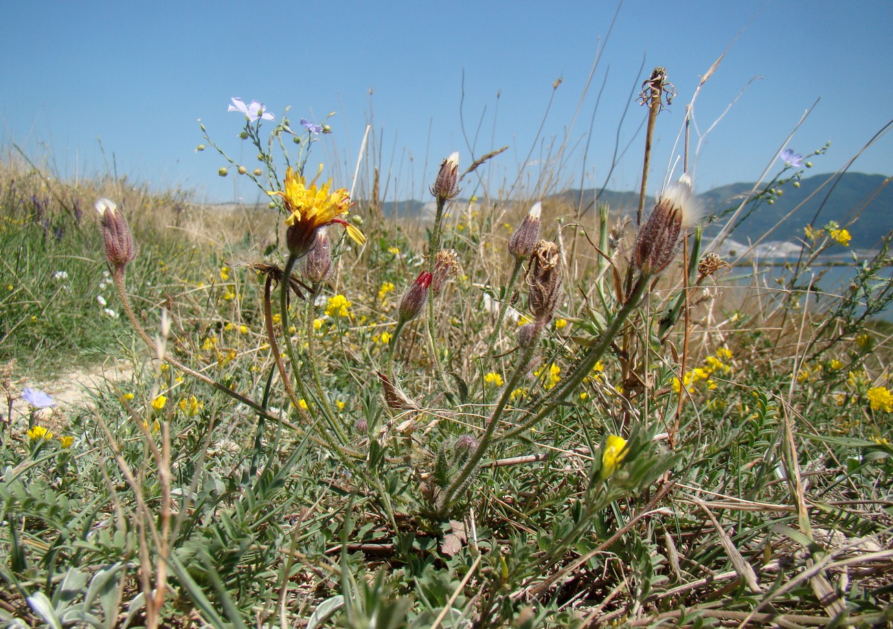 Изображение особи Crepis rhoeadifolia.