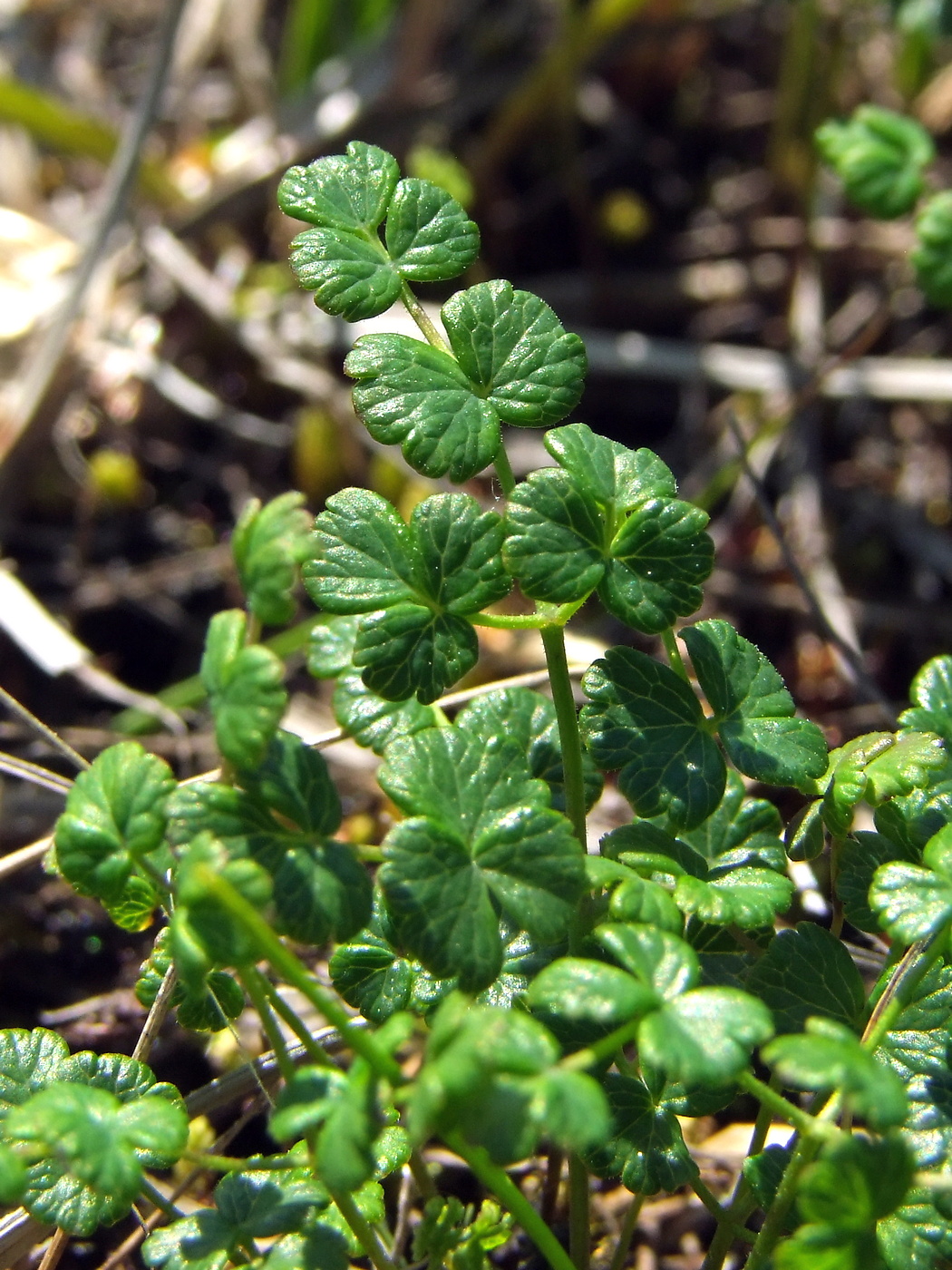 Image of Thalictrum alpinum specimen.