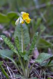 Primula macrocalyx. Цветущее растение. Кыргызстан, Чуйская обл., каньон Конорчек, лев. берег р. Сулытерек ≈ 1500 м н.у.м., полоса кустарников вдоль дороги 18.05.2018.