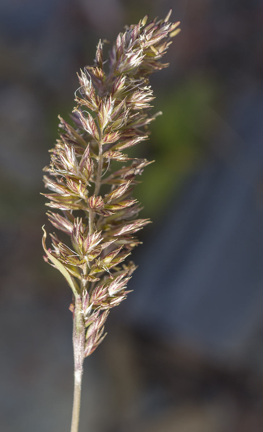 Image of Koeleria altaica specimen.