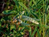 Thermopsis lanceolata. Верхушка побега с плодами. Хакасия, Ширинский р-н, берег оз. Шунет, степь. 12.07.2018.