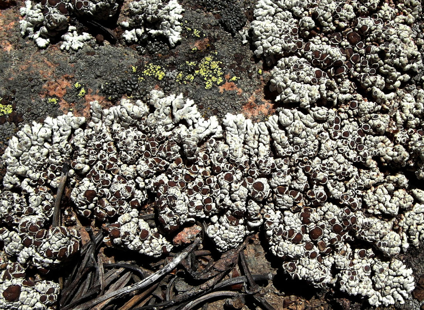 Image of Lobothallia alphoplaca specimen.