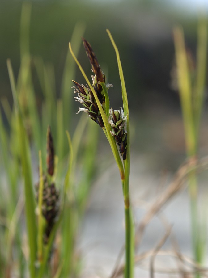 Изображение особи Carex rariflora.