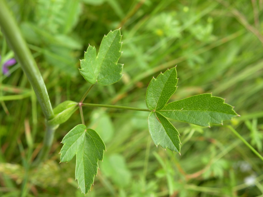 Изображение особи Laserpitium alpinum.