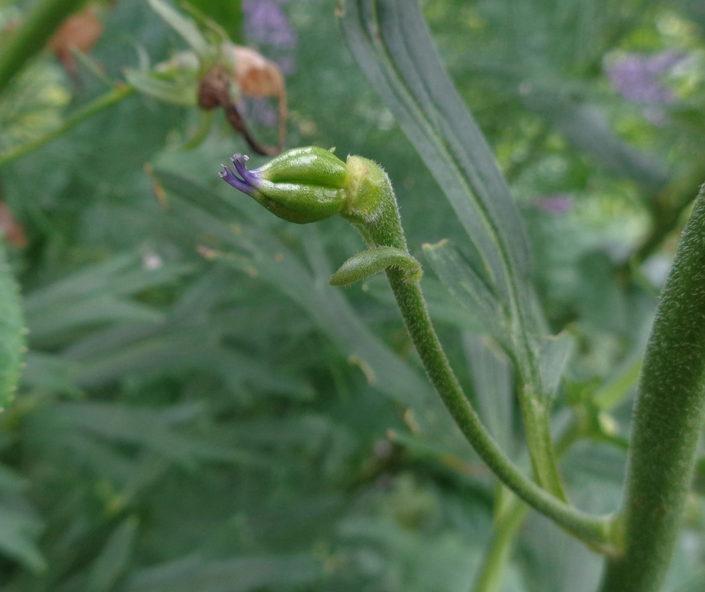 Изображение особи Aconitum napellus.