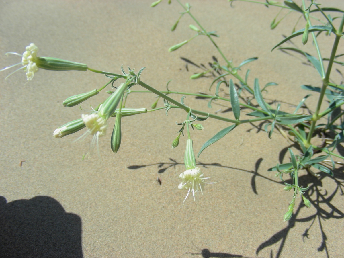 Изображение особи Silene odoratissima.